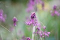 Keeled garlic Allium carinatum, reddish-purple flowers